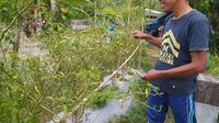 Kondisi tanaman cabai rawit warga Gorontalo mengering akibat perubahan iklim (Arfandi Ibrahim/Liputan6.com)