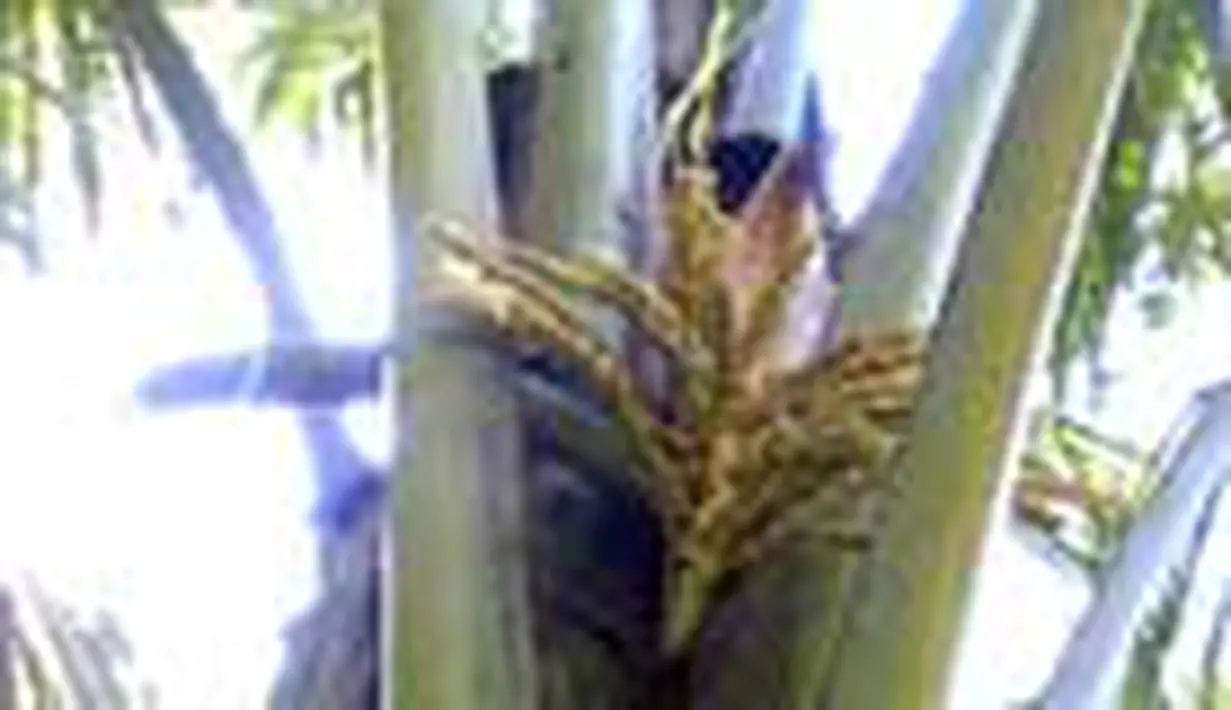 liputan6