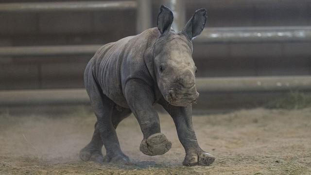 Seekor badak putih lahir di San Diego Zoo Safari Park pada 21 November 2019 diberi nama Future. (Ken Bohn/San Diego Zoo via AP)