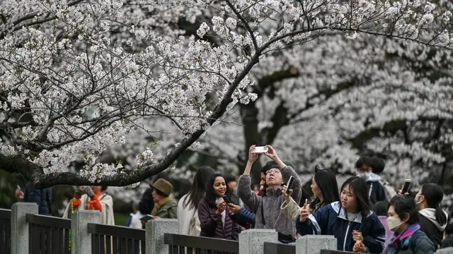 Potret Semarak Musim Sakura di Tokyo Jepang, Turis Asing dan Warlok Berebut Momen Indah