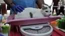 Dokter dari Pusat Pelayanan Kesehatan Hewan dan Peternakan KPKP menimbang seekor kucing sebelum dikebiri di Kantor Kecamatan Duren Sawit, Jakarta, Rabu (27/2). Sebanyak 130 ekor kucing jantan lokal peliharaan warga dikebiri. (Merdeka.com/Iqbal S. Nugroho)