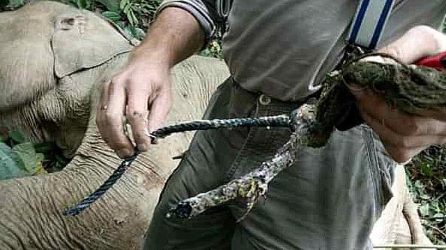 Seekor bayi gajah ditemukan dengan kondisi terluka akibat jeratan