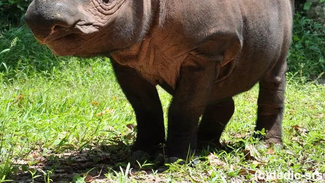 Badak vs Dino: Siapa yang akan menang dalam pertarungan