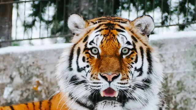 Hewan buas/dok. Unsplash Max