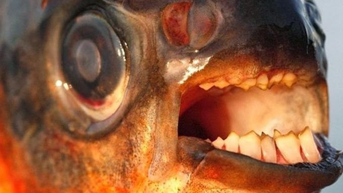 Unduh 610 Koleksi Gambar Gigi Seram Terbaik 