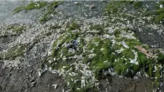 Peneliti Utama Balitbang Kelautan Perikanan, Kementerian Kelautan dan Perikanan (KKP), Sri Murnihartati menduga ribuan ikan yang mati terdampar di bibir Pantai Ancol, Jakarta Utara, disebabkan ledakan perkembangbiakan fitoplankton.  Fitoplankton, jelas Sr