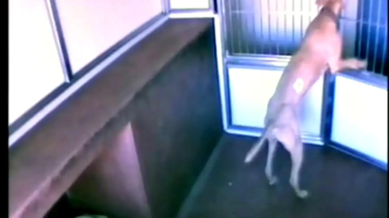 Anjing Cerdas 'Perampok' Dapur 