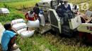 Petani memanen padi jenis IR 54 menggunakan mesin produk China di Galuh, Kulon Progo, Yogyakarta, Kamis (2/2/2020). Mesin yang disewa seharga Rp 500 ribu untuk memanen padi seluas 1.400 meter persegi itu mengefisienkan waktu, tenaga, dan modal dibandingkan tenaga manusia. (merdeka.com/Arie Basuki)