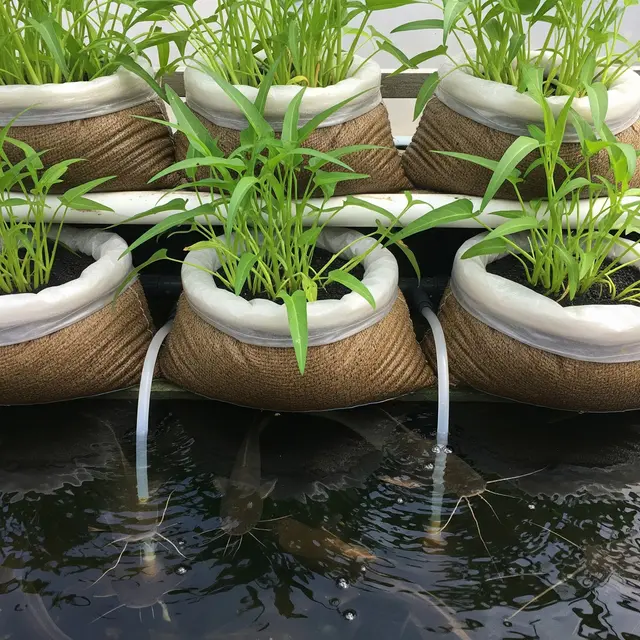 Lele dan Kangkung Panen Bersamaan dari Satu Karung Bekas