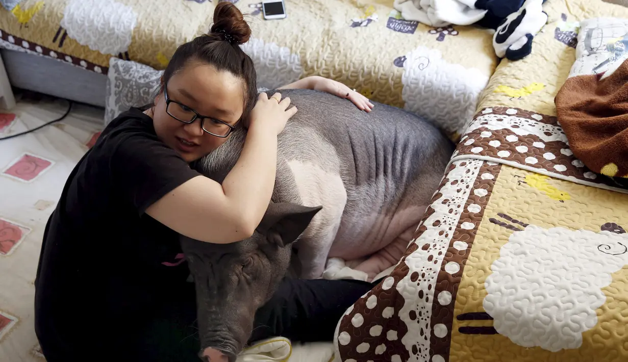 Zhu Rong memeluk babi peliharaannya yang bernama Wuhua di rumahnya di Beijing, Rabu (22/4/2015). Wuhua yang memiliki bobot 85 kg tengah menjadi perbincangan netizen saat foto selfienya bersama Zhu Rong tersebar. (REUTERS/Kim Kyung-Hoon)