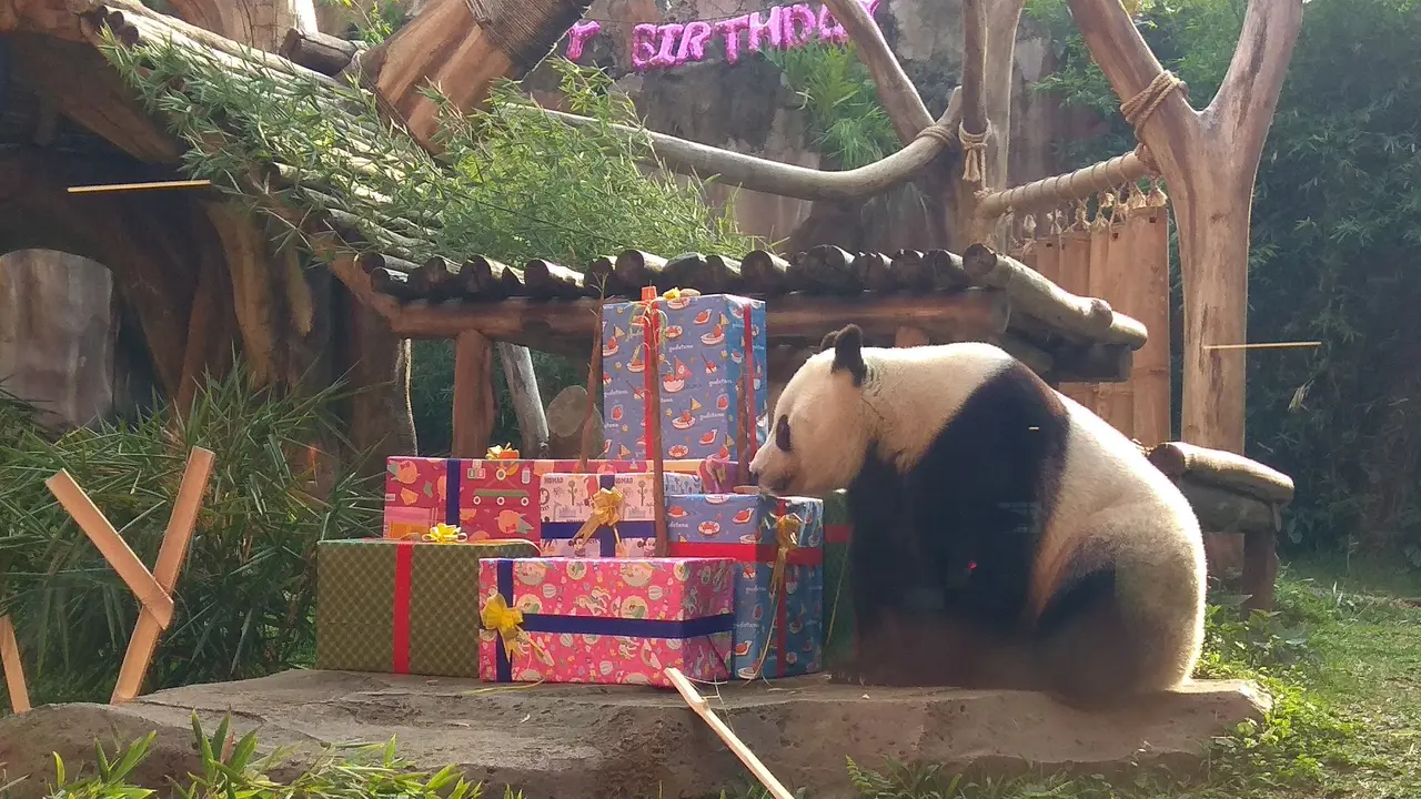 Panda raksasa di Taman Safari