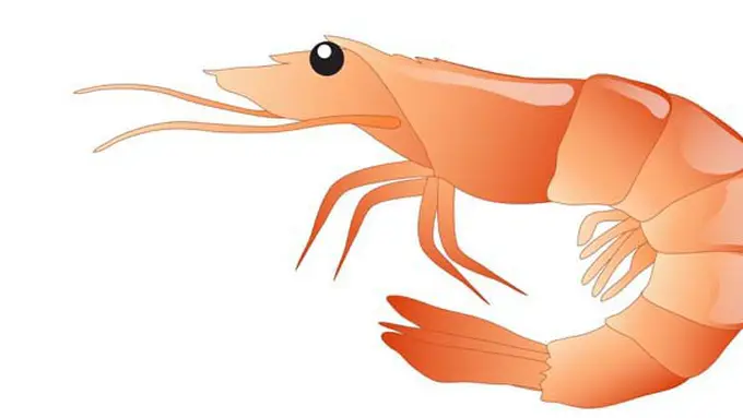 (C)joyexpression.blogspot.com