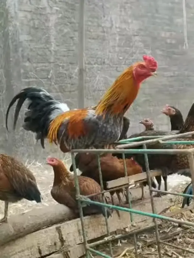 Cerita Sukses Kembalikan Peran Ayam di Kebun, Bantu Olah Food Loss hingga Hasilkan Kompos