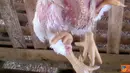 Citizen6, Sragen: Ayam yang mempunyai empat kaki. (Pengirim: Slamet Widodo)