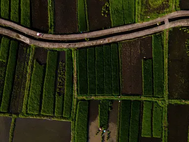 Foto udara ini menampilkan pemandangan umum sawah di Lhoknga, Provinsi Aceh pada Kamis 20 November 2025. Badan Pusat Statistik (BPS) Aceh merilis angka sementara hasil Kerangka Sampel Area (KSA) amatan per September 2025. (CHAIDEER MAHYUDDIN/AFP)