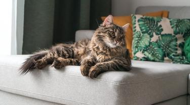 Cara Merawat Kucing Persia