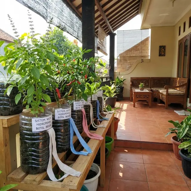Ide Kebun Sayur di Rumah Modal Rp 100 Ribuan