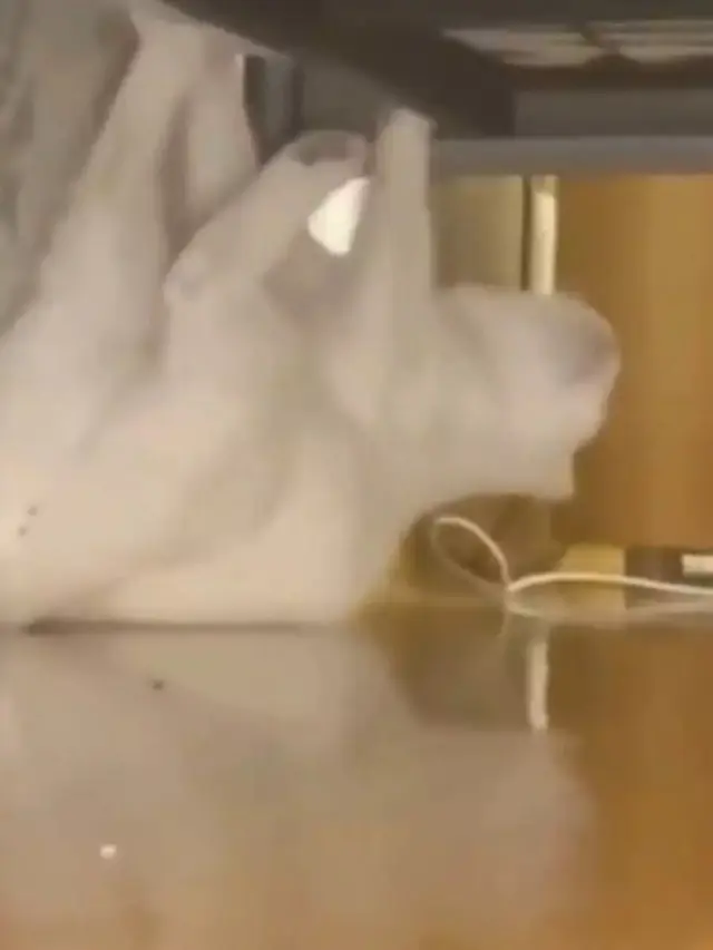 6 Potret Tingkah Kucing Putih Ini Nyeleneh Banget, Bikin Heran