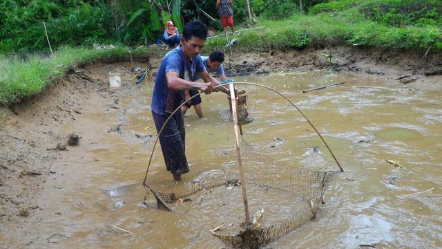 Tak Jarang petani ikan Wanareja, Cilacap menangkap dan membunuh ikan Louhan saat mengeringkan kolam. (Foto: Liputan6.com/Muhamad Ridlo)