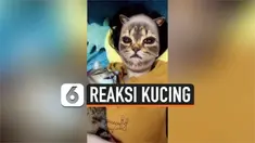 Begini reaksi beberapa kucing ketika melihat wajah pemiliknya menggunakan filter kucing. Ada yang terkejut, bahkan sampai kabur melihatnya. Ada-ada saja!