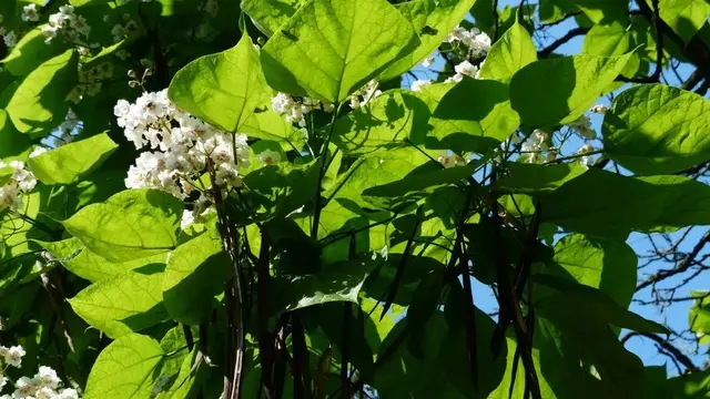 Ilustrasi Daun Kacang Panjang (Sumber: Hans-2/pixabay.com)