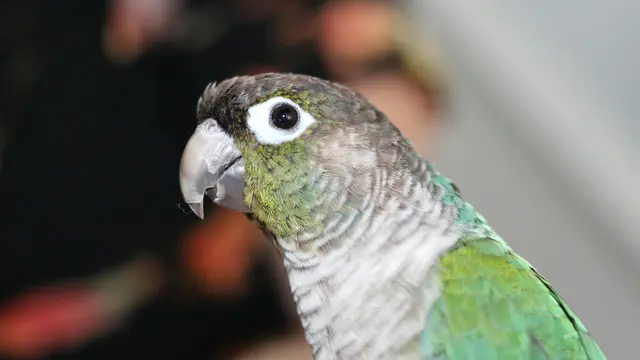 Burung Nandy Conure