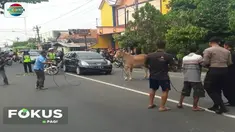 Sapi yang lepas dari ikatannya tersebut menyerang pengguna jalan bahkan merusak beberapa sepeda motor.