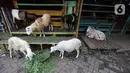 Sejumlah kambing memakan rumput di kios hewan ternak kawasan Buaran, Jakarta Timur, Jumat, (10/6/2022). Debri, salah satu pedagang kambing di kios hewan Buaran memasok kambing dengan harga Rp 2,5 juta sampai Rp 7 jutaan. (Liputan6.com/Johan Tallo)