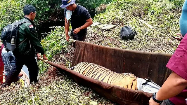 Petugas BBKSDA Riau mengevakuasi harimau yang terjerat pakai tandu.