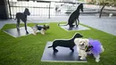 Dua ekor anjing berdiri dekat instalasi seni bertajuk "The Barking Project" karya Merav Ezer pada pameran Dogumenta di Manhattan, 11 Agustus 2017. Pameran yang menampilkan 10 patung dan instalasi seni ini dibuat khusus untuk anjing. (AP/Mary Altaffer)