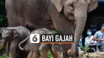 TV Gajah