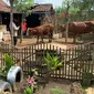 Tim Kesehatan Hewan Ternak Pemkot Malang memeriksa kondisi hewan ternak milik&nbsp;peternak di Lesanpuro, Kota Malang, setelah ada laporan sapi&nbsp;terjangkit PMK (Kominfo Kota Malang)