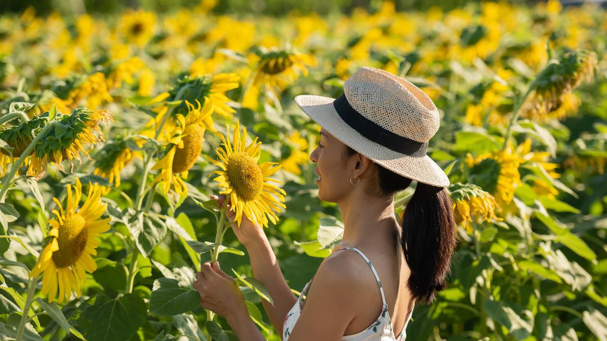 Cara Merawat Bunga Matahari agar Tumbuh Subur dan Indah di Taman Rumah