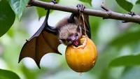 Virus Nipah Merebak di India, Kemenkes RI Imbau Warga Tak Konsumsi Buah Ini