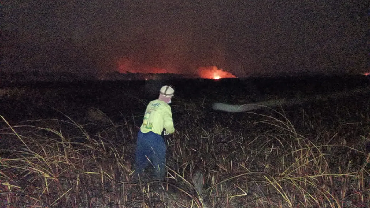 Periode Agustus-September 200 Hektare Lahan Taman Nasional Way Kambas Ludes Terbakar 