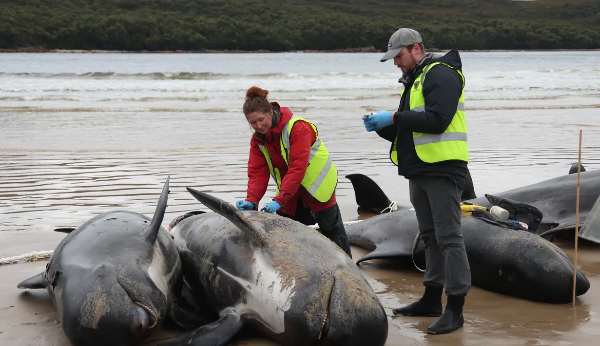 Personel layanan satwa liar negara bagian Tasmania memeriksa bangkai paus pilot, berjumlah hampir 200, setelah mereka ditemukan terdampar pada hari sebelumnya di Macquarie Heads di pantai barat Tasmania, pada 23 September 2022. Hampir 200 paus telah mati di tempat terbuka, pantai yang disapu ombak di pantai barat Tasmania yang terjal, penyelamat Australia hanya dapat menyelamatkan beberapa lusin paus yang selamat pada 22 September. (AFP/Glenn Nicholls)
