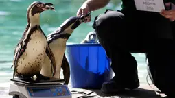 Penguin Humboldt berdiri di atas timbangan selama penimbangan tahunan Kebun Binatang London, Kamis (22/8/2019). Sekitar 650 spesies yang berbeda ditimbang satu persatu sebagai cara utama untuk memantau kesejahteraan penghuni kebun binatang secara keseluruhan. (AP/Kirsty Wigglesworth)