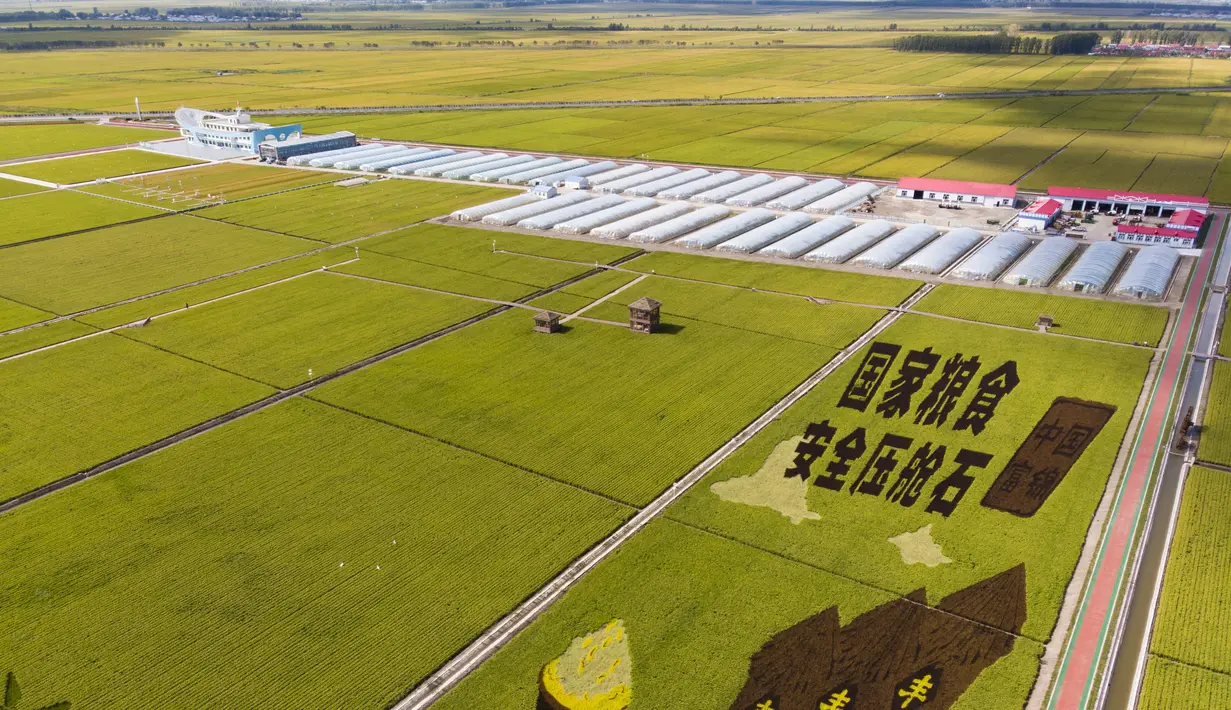 Foto dari udara yang diabadikan pada 21 September 2020 ini menunjukkan sawah yang akan dipanen di sebuah area persawahan di Kota Fujin, Provinsi Heilongjiang, China timur laut. Dalam beberapa hari terakhir, sekitar 2.667 hektare sawah di kota tersebut telah memasuki musim panen. (Xinhua/Zhang Tao)