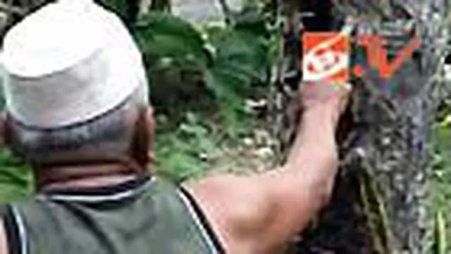 Ulat Bulu Mulai Serbu Kulon Progo