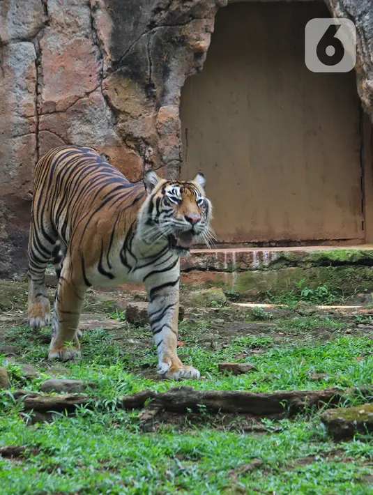 Salah satu Harimau Sumatera yang terpapar COVID-19 di Taman Margasatwa Ragunan (TMR), Jakarta, Minggu (1/8/2021). Kedua Harimau, Hari dan Tino akan memperoleh perawatan intensif hingga dinyatakan sehat secara medis. (merdeka.com/Herman Zakharia)