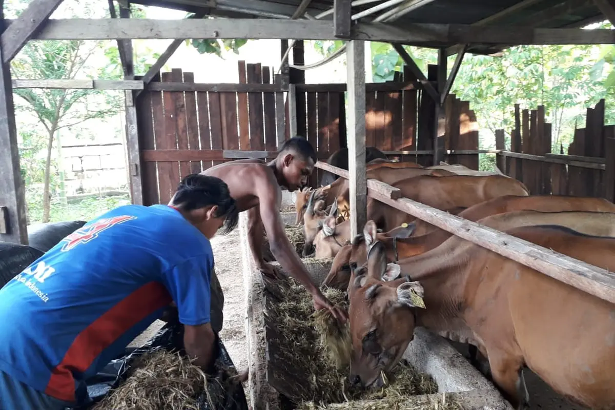 Langkah Cerdik Mitra Binaan Pertamina untuk Penuhi Kebutuhan Pangan di Timur Indonesia