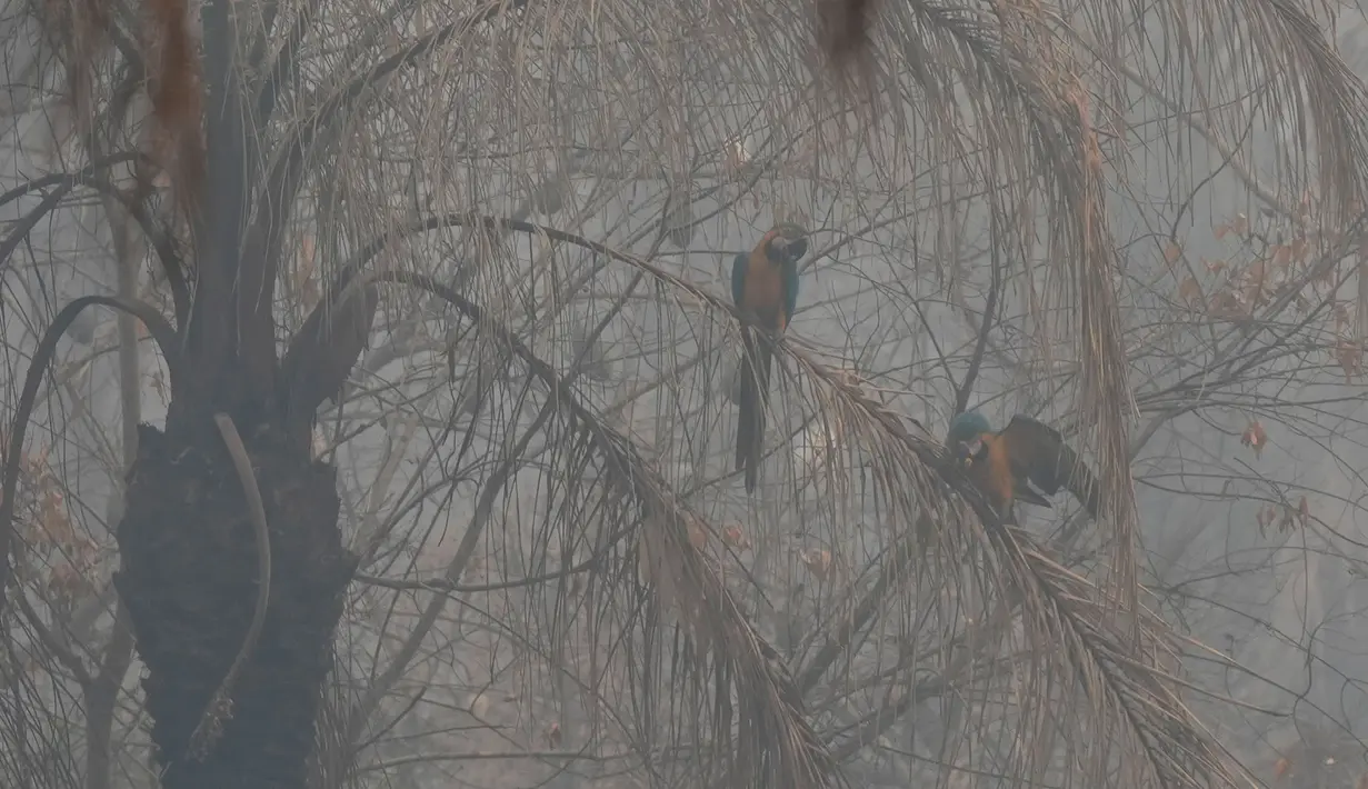 Dua ekor burung macaw duduk di atas pohon yang terkena dampak kebakaran di hutan Chiquitania, dekat Concepcion, Bolivia, Jumat, 13 September 2024. (AP Photo/Juan Karita)