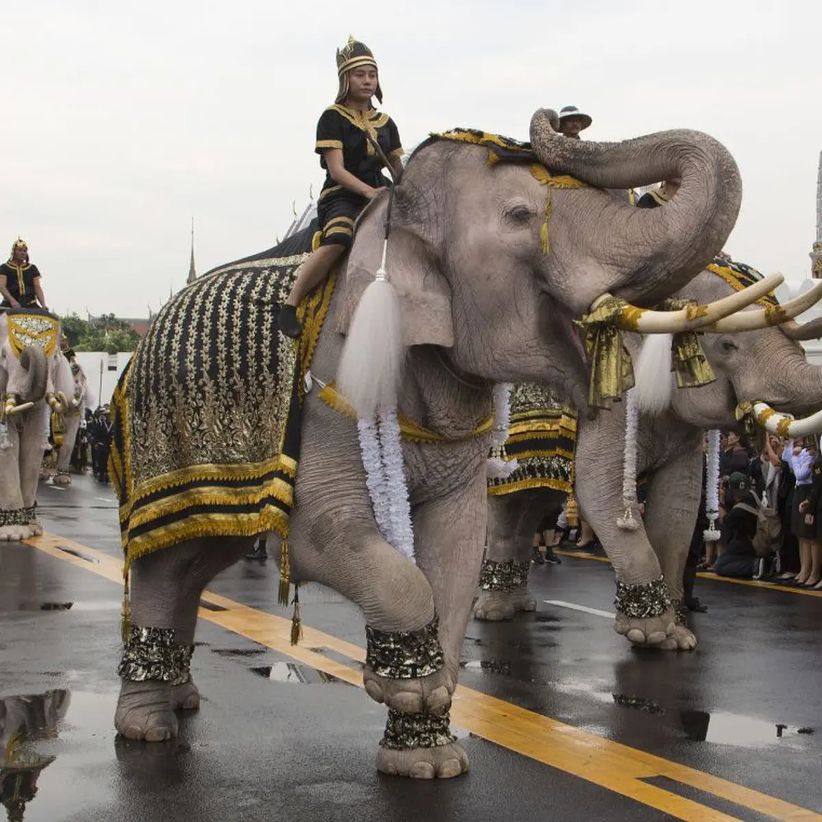 1200px x 1200px - Thailand Gelar Pawai Gajah Demi Menghormati Penobatan Raja Baru - Global  Liputan6.com