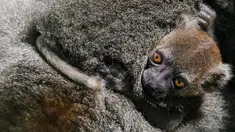 Seekor bayi Lemur bambu besar (Prolemur simus) menempel pada induknya, Veloma, di Kebun binatang Besancon, Prancis, Kamis (1/8/2019). Bayi tersebut lahir pada 2 Juli 2019 dari induk bernama Veloma (6) dan Ivongo (14). (Photo by SEBASTIEN BOZON / AFP)