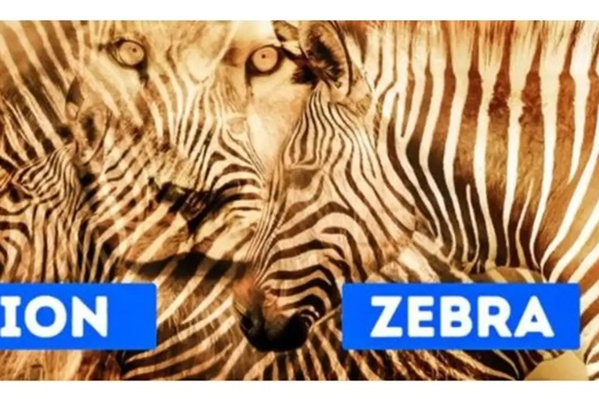 Zebra atau Singa yang Dilihat? Jawabannya Ungkap Kepribadian Ekstrovert atau Introvert
