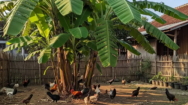 9 Ternak Mini di Bawah Pohon Pisang, Mengoptimalkan Lahan