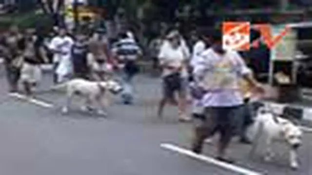 Paradog, Parade Ratusan Anjing Hias