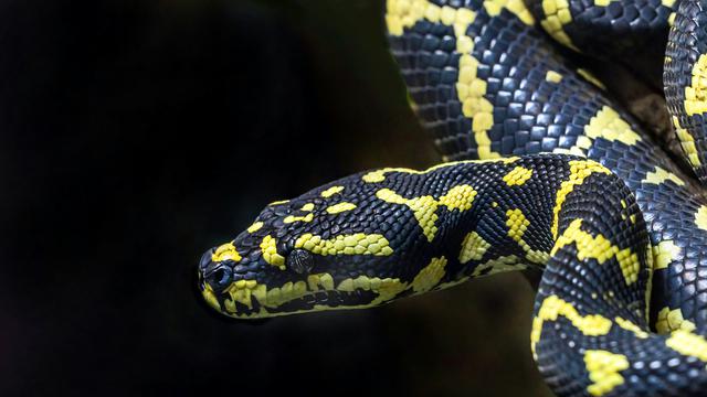 Pitón Amarillo Negro