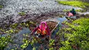 Warga desa memetik kastenye air dari sebuah kolam di Kanpur, Uttar Pradesh, India, Rabu (4/12/2019). Jantung makin sehat dengan konsumsi kastanye sebab ia kaya akan asam palmitic dan asam oleic. (AP Photo/Rajesh Kumar Singh)