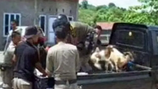 [VIDEO] Susahnya Menertibkan Sapi-Kambing Liar Bandel